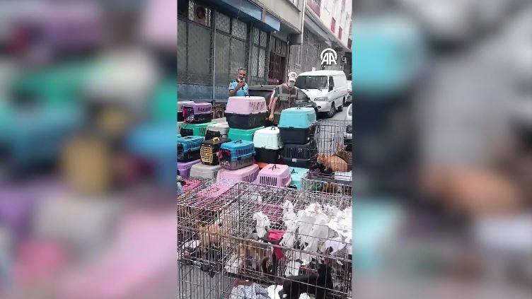 Dükkanda 85 kediyi alıkoydu rekor ceza yedi 5